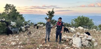 Gülnar'da kaybolan 40 küçükbaş hayvan dronla bulundu