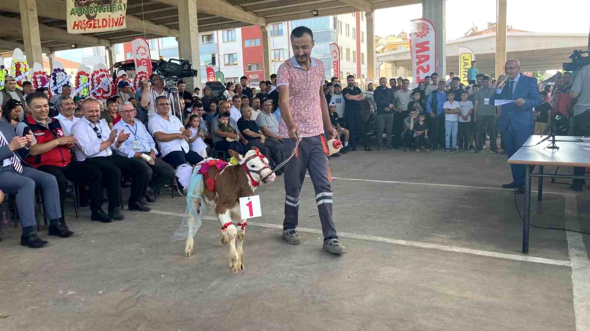 Sultandağı'nda düzenlenen en güzel buzağı yarışmasından bir görüntü