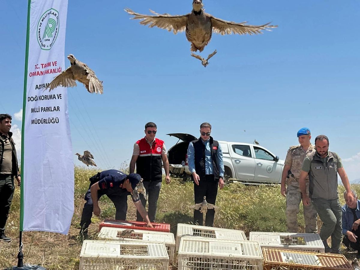 Sincik'te 200 keklik doğaya salındı