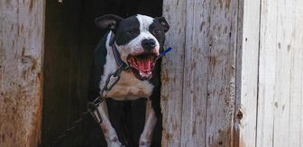 Küçük Asiye'yi yaralayan pitbull silah sayıldı