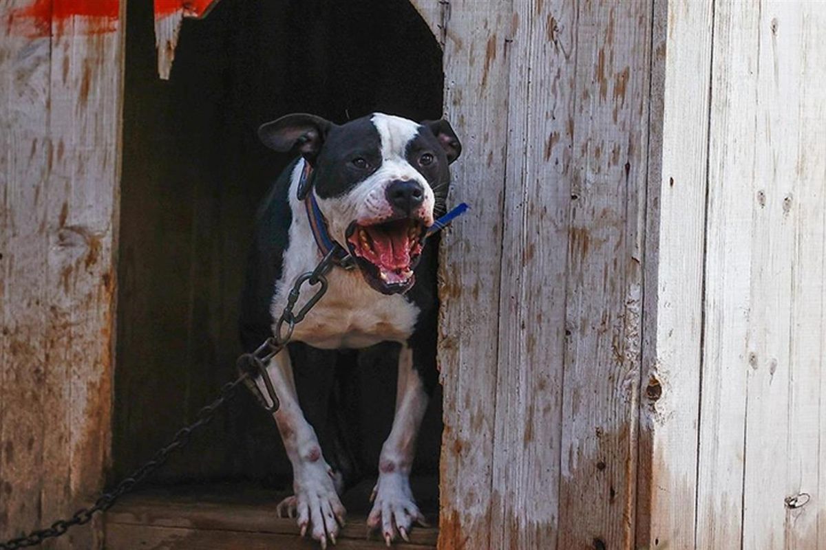 Küçük Asiye'yi yaralayan pitbull silah sayıldı