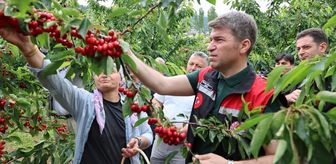 Amasya Valisi Bakan, kiraz hasadına katıldı