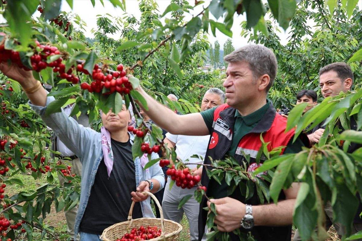 Amasya Valisi Bakan, kiraz hasadına katıldı