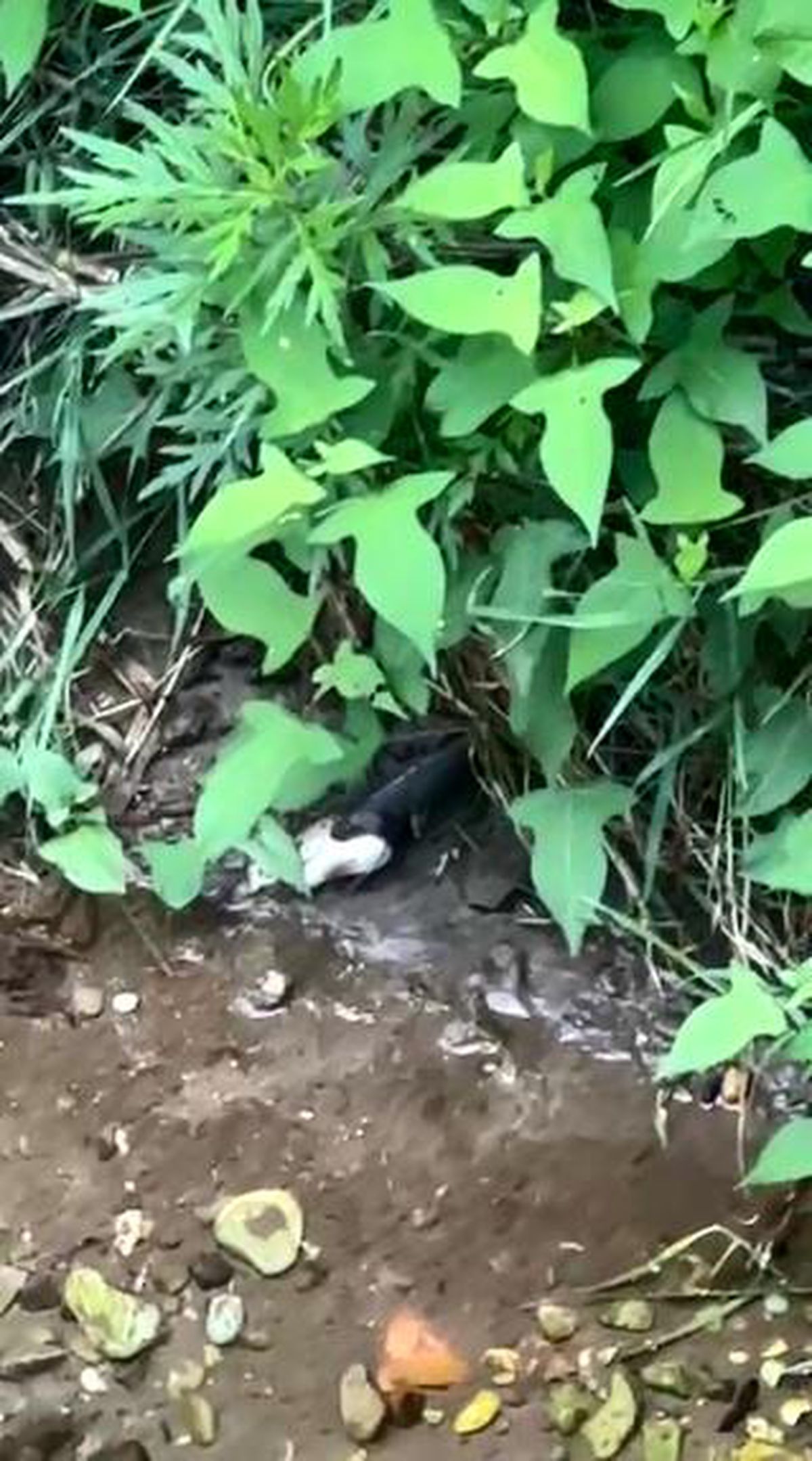 Artvin'de dere kenarında balık yutan yılan