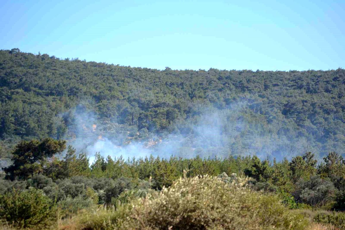 Ayvalık'ta çiftlik yangını ormana sıçradı
