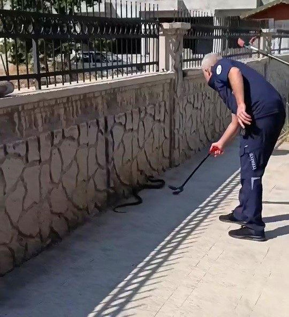 Hastane yanında görülen yılan paniğe neden oldu