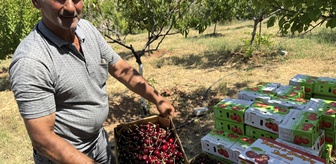 Malatya'da tescilli 'dalbastı' kirazı üreticisinin yüzünü güldürdü