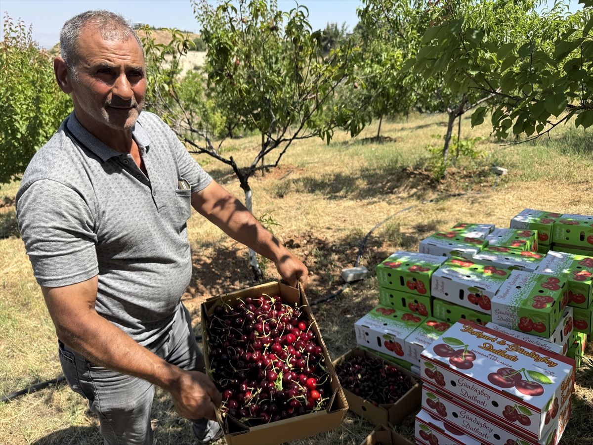 Malatya Yeşilyurt'ta dalbastı kirazı hasadı yapan üreticiler