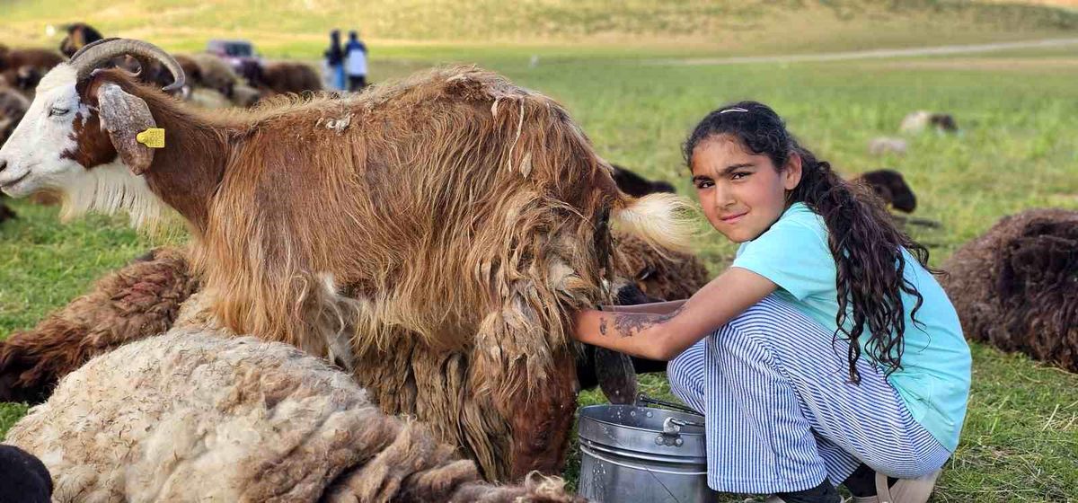 Muş'ta yayla mesaisi başladı: Lezzetli sütün sırrı dağlarda saklı