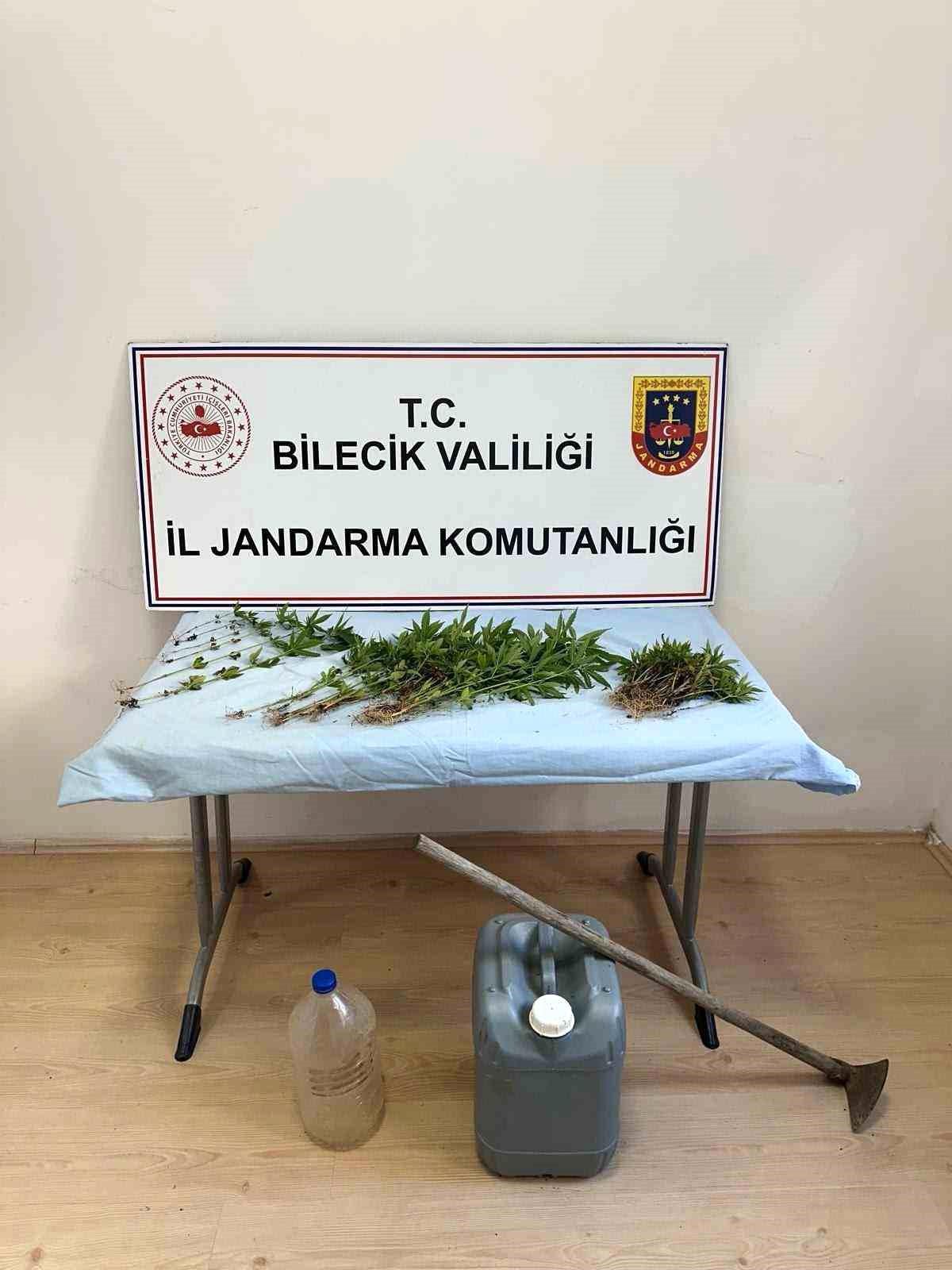 Ormanlık arazide kenevir ekimi yapan şahıs ektikleri sularken yakalandı