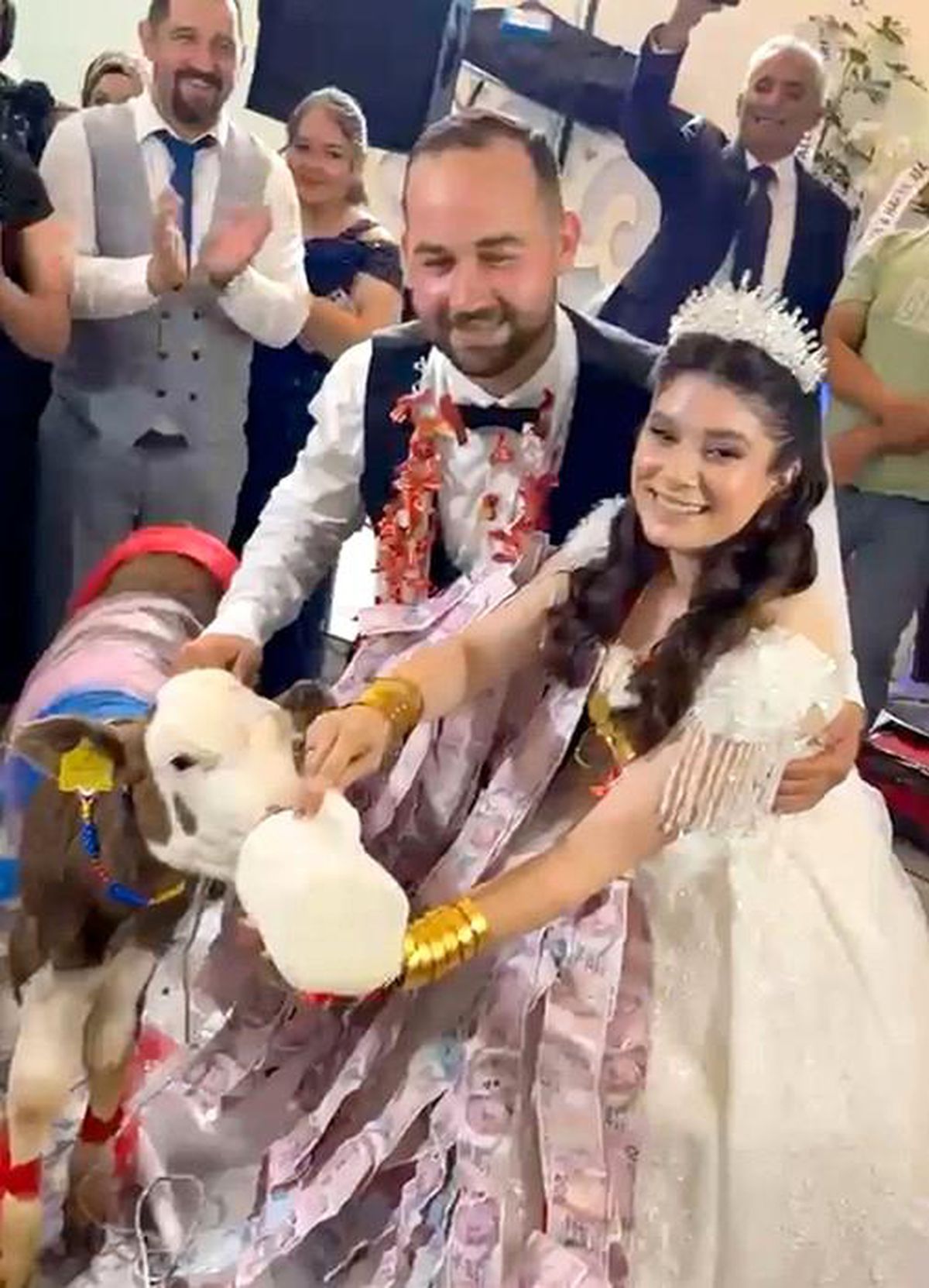 Manisa Gördes'te düğünde hediye edilen buzağı