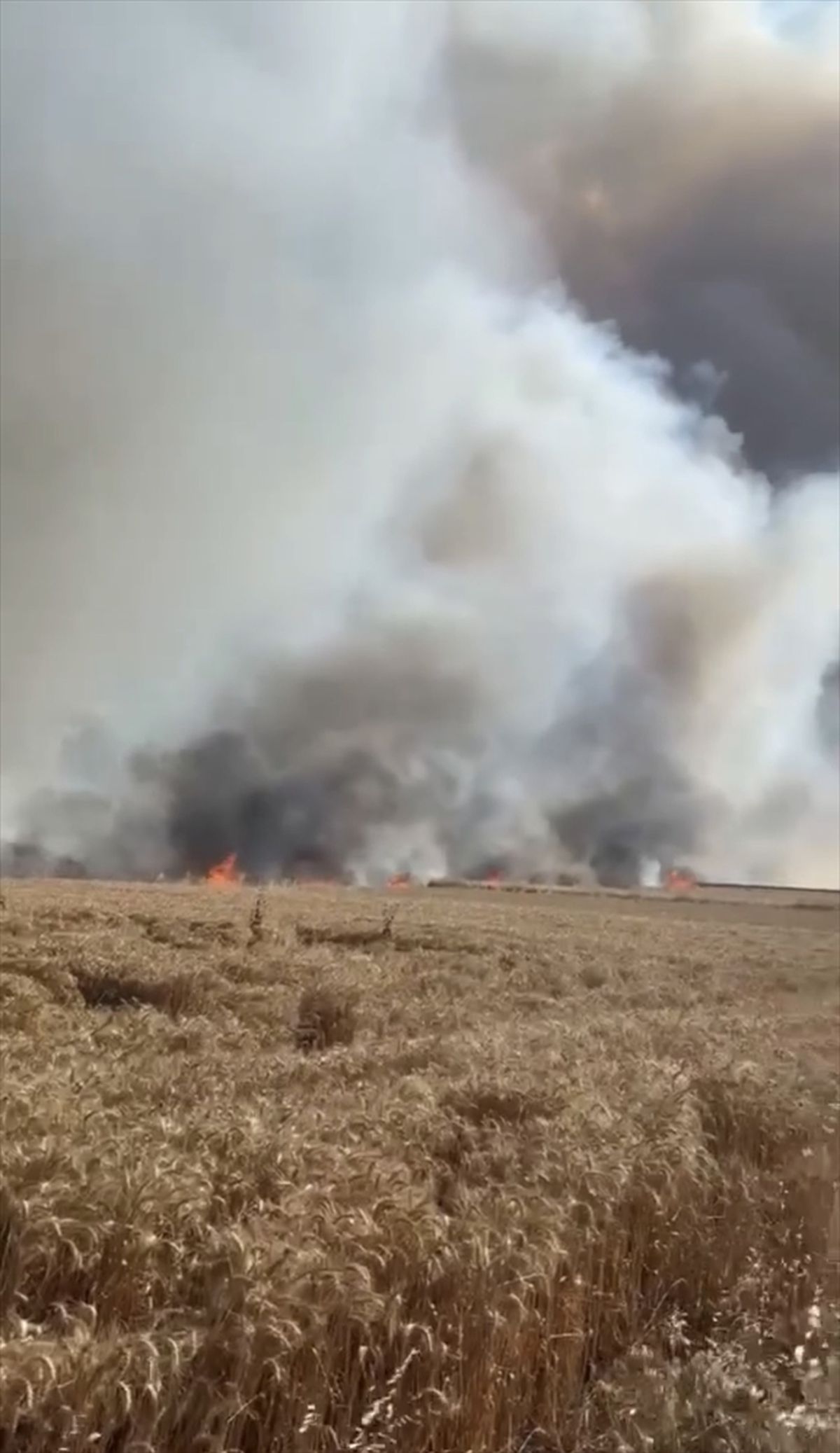 Tekirdağ'da 400 dekar buğday ekili alan yandı