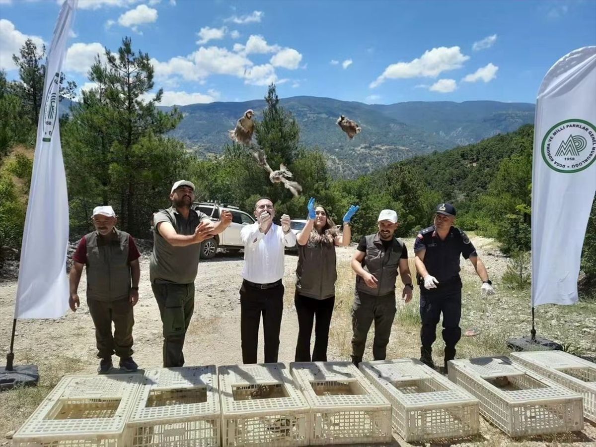 Tokat'ta zararlılarla mücadele için doğaya 200 keklik salındı