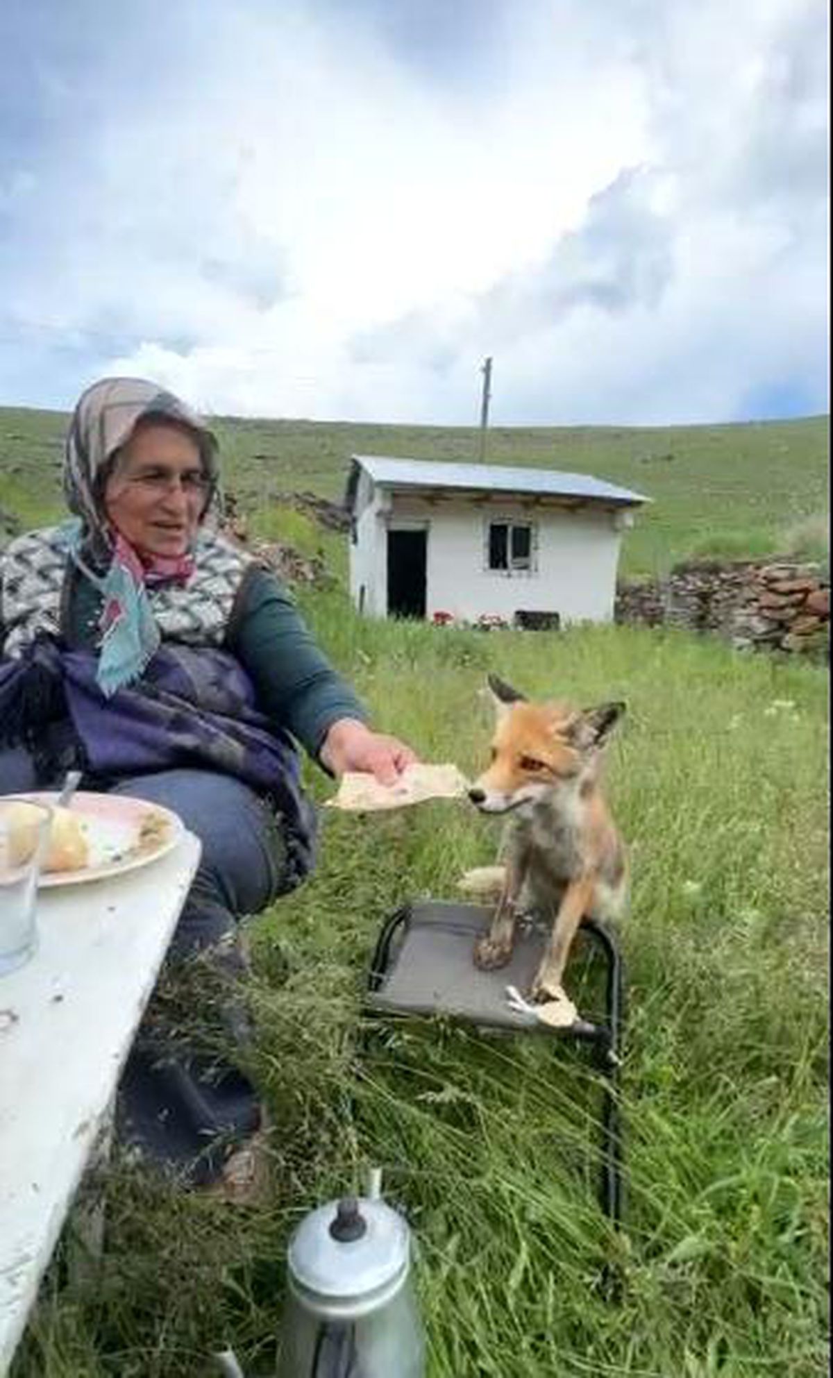 Yaylada Sedriye ninenin sofrasına oturan tilki, ikram edilen ekmeği yemedi