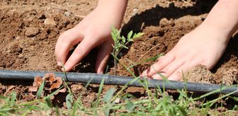 Yozgat'ta ata tohumları öğrencilerin ellerinde filizleniyor