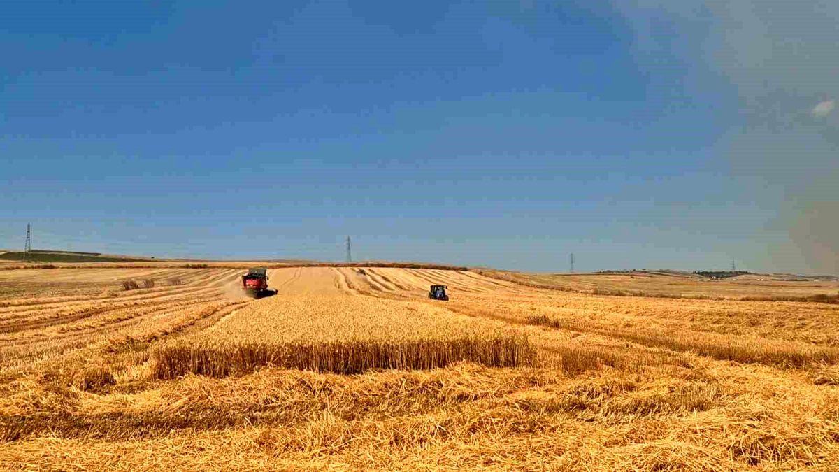 Tekirdağ'da tarla yangını sırasında biçerdöverlerin hasat yapmaya çalıştığı an.