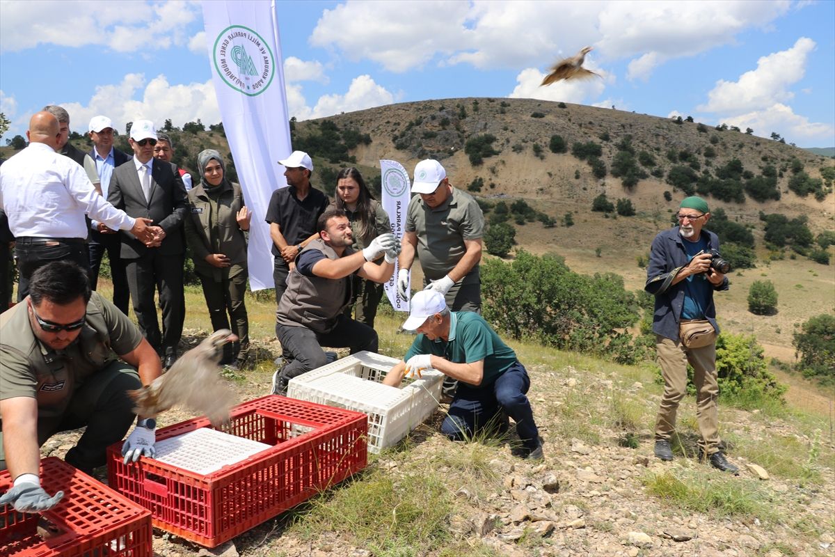 Amasya'da doğaya salınan kınalı keklikler