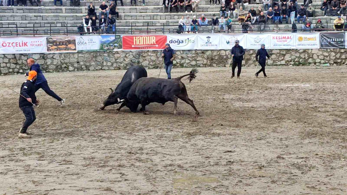 Ayder Galerdüzü Şenliği'nde boğa güreşleri