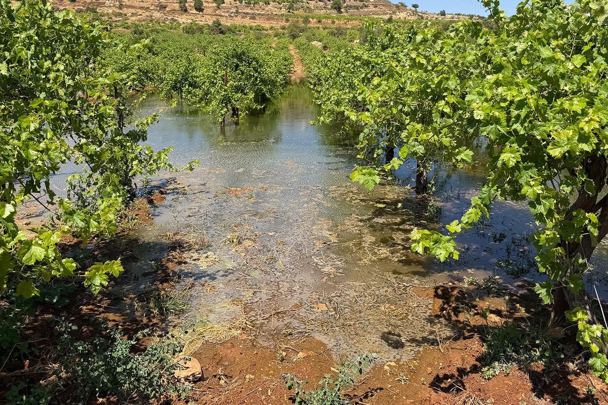 Batı Şeria'daki İsrailli yerleşimciler, Filistinlilerin tarım arazilerine kanalizasyon atığı bıraktı