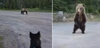 Dünya bu cesareti konuşuyor! Boz ayı ile burun buruna gelen kadını, akıllıca hamlesi hayatta tuttu