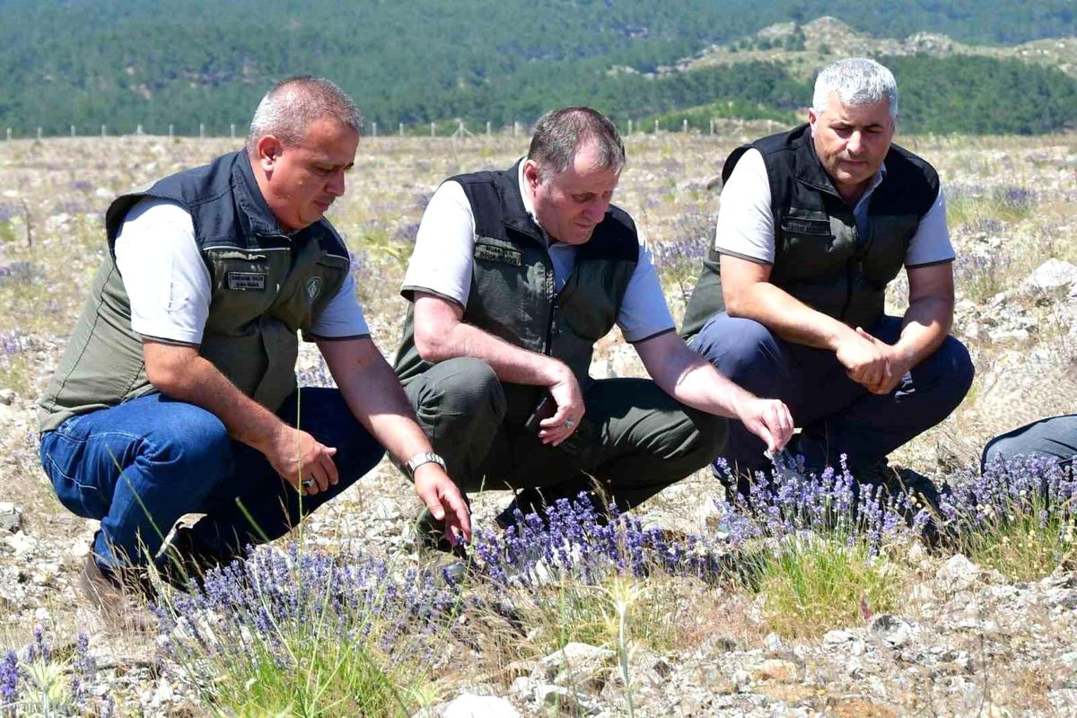 Balıkesir Kumluca Bal Ormanı'nda çiçek açan lavantalar