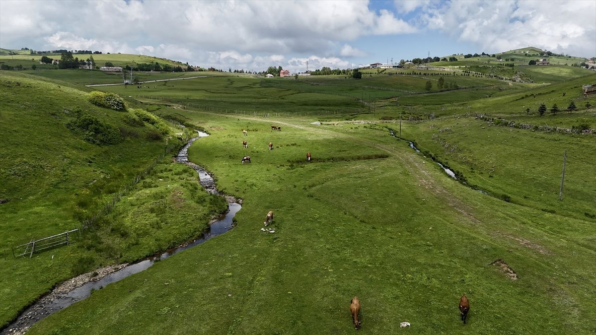 Karadeniz'in doğasıyla öne çıkan Çambaşı Yaylası misafirlerini ağırlıyor