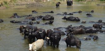 Muş'ta besiciler sıcaktan bunalan mandaları Karasu Nehri'nde serinletiyor