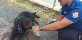 Samsun'da yaralı köpeğe polisin su verdiği anlar kamerada
