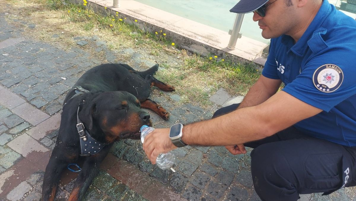 Samsun'da yaralı köpeğe polisin su verdiği anlar kamerada