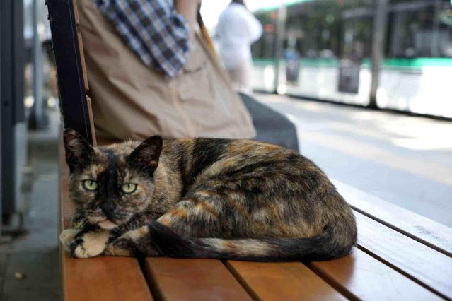 Tramvay durağını mesken tutan kedi, herkesin neşe kaynağı oldu