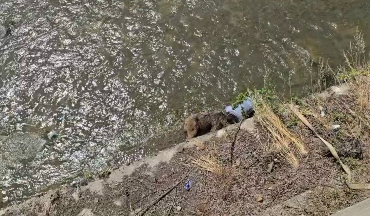 Karabük'te çayda ölü bulunan bozayı