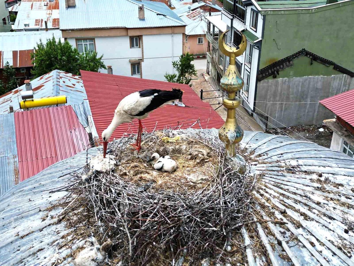 25 yıl sonra ilçeye gelen leylek ailesinde 1 yavru sağ kalabildi