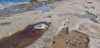 Alanya sahilinde iki caretta caretta ölü olarak bulundu