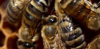 Arı zehrini nanoteknolojiyle buluşturan yöntemle akut böbrek hasarını tedavi etmeyi hedefliyorlar