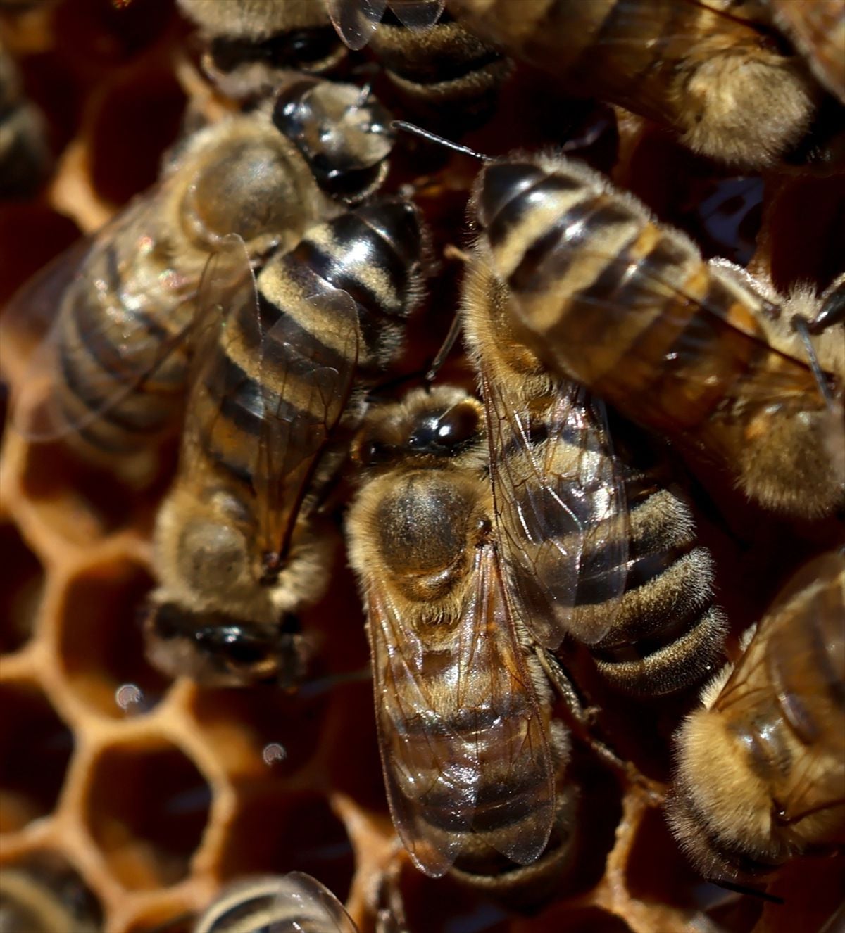 Arı zehrini nanoteknolojiyle buluşturan yöntemle akut böbrek hasarını tedavi etmeyi hedefliyorlar