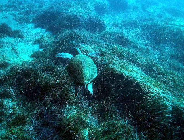 Bodrum’un su altı ekosistemini haritalama çalışmaları sürüyor