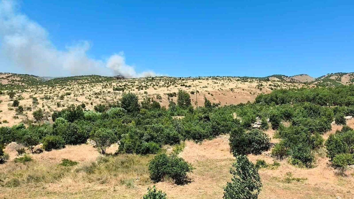 Dicle'de ağaçlık alanda yangın