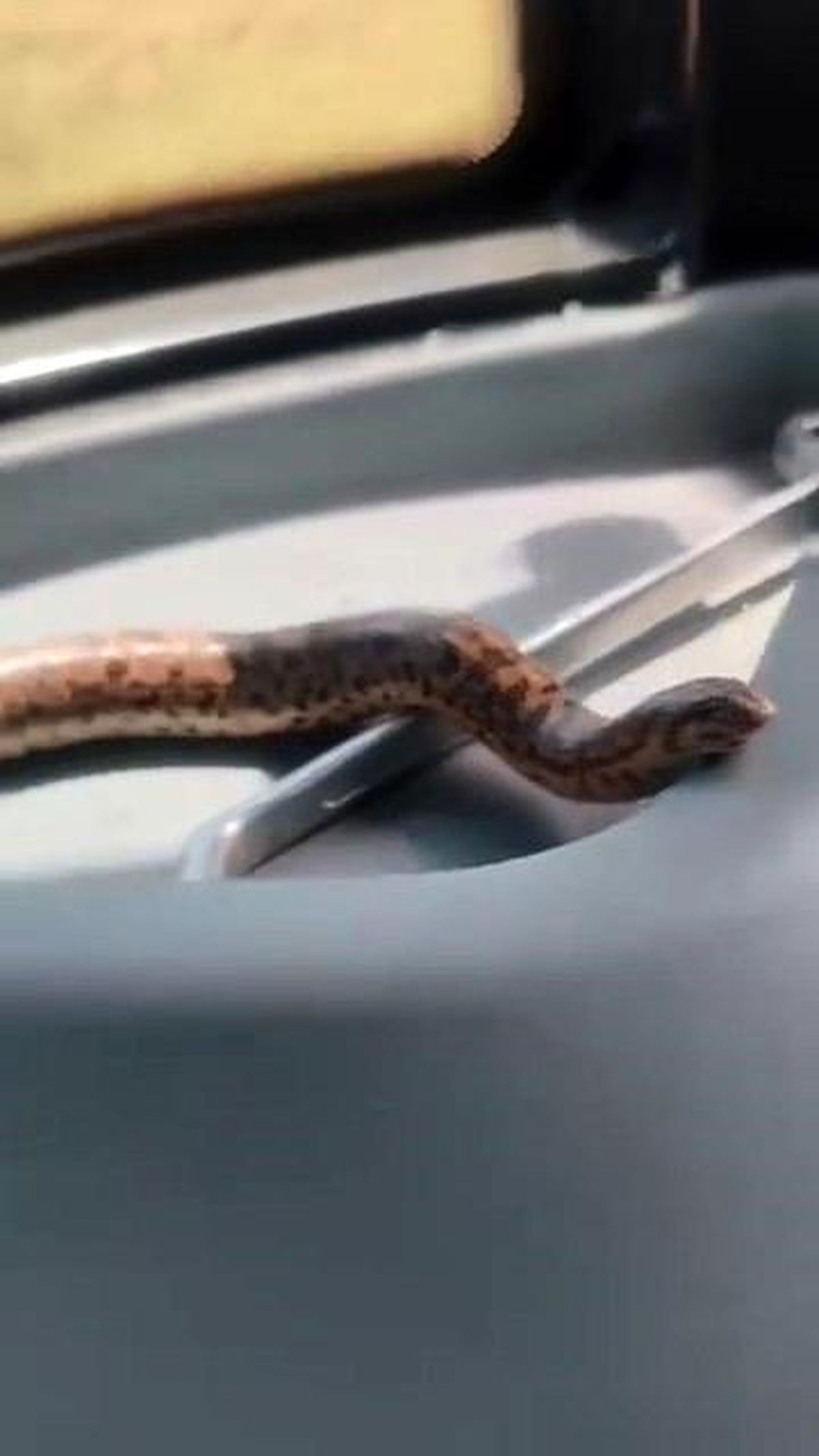 Elazığ'da bir çiftçinin tarlasında bulduğu kum boa yılanı ile birlikte traktöründe çekilmiş fotoğrafı.