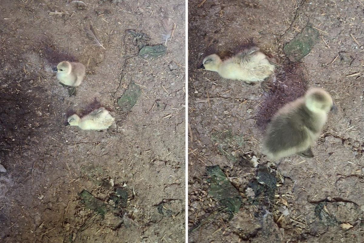 Elazığ'da yılan kümesteki 5 kaz yavrusunu telef etti