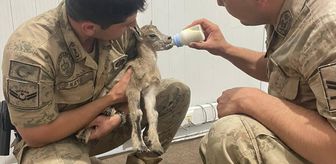 Erzincan'da bulunan dağ keçisi yavrusu koruma altına alındı