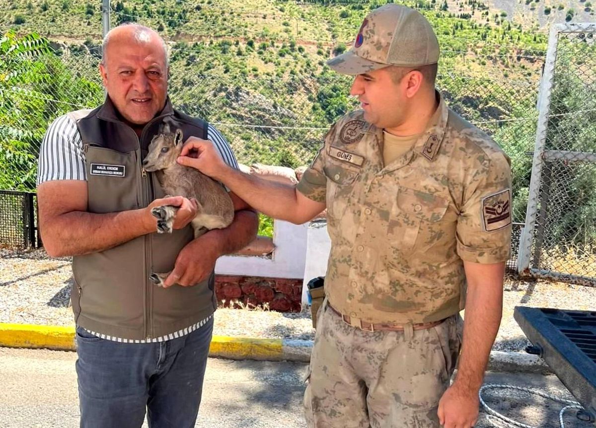 Kemaliye'de bitkin halde bulunan yavru dağ keçisi koruma altına alındı
