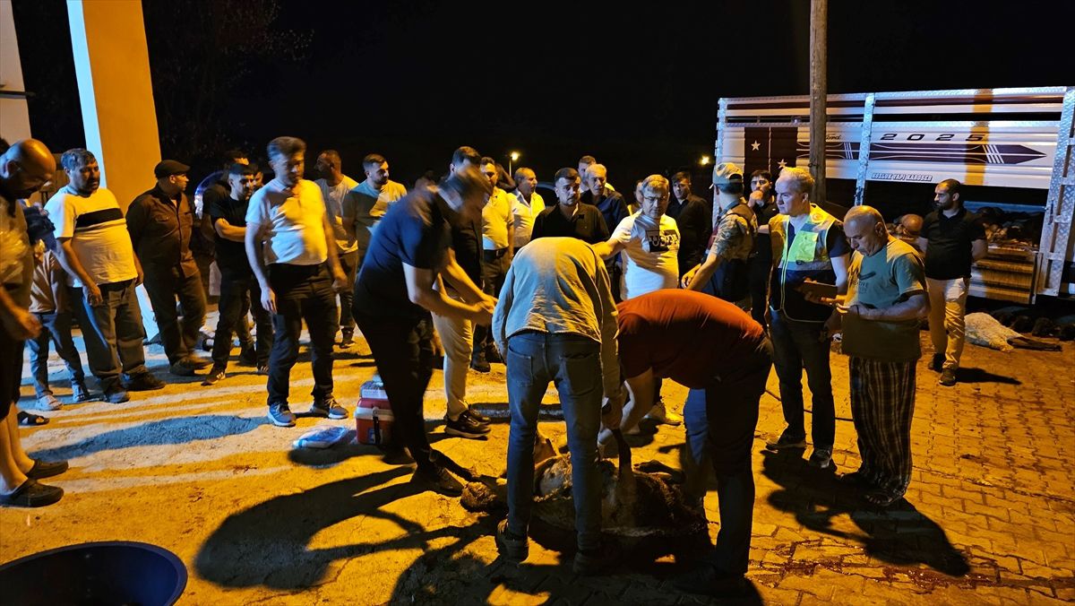 Siirt'te rögardan sızan sudan zehirlendiği ileri sürülen 32 küçükbaş hayvan telef oldu