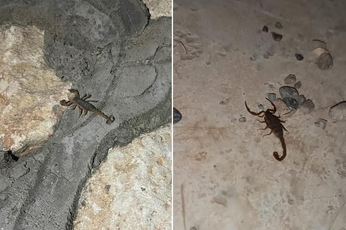 Şehri akrepler bastı! Her köşeden çıkıyorlar