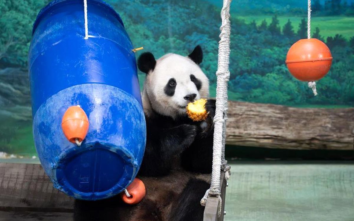 Albüm: Çin'in Taiwan Bölgesindeki Dev Panda Yuanbao, 6. Doğum Gününü Kutladı