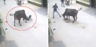 Çığlık sesleri mahalleyi ayağa kaldırdı! Başıboş inek küçük çocuğu saldırdı