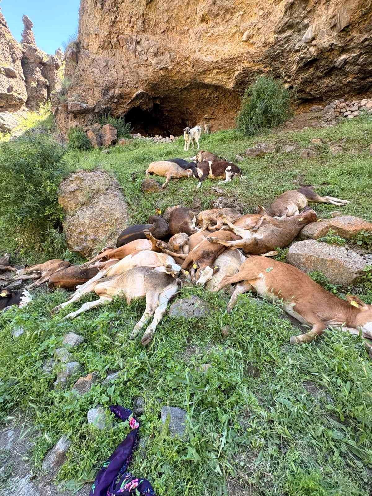 Erzurum'da kayalıklardan düşen 26 buzağı telef oldu