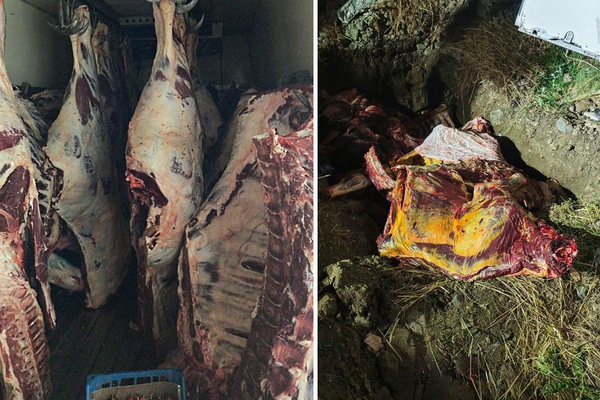Sakarya'da ele geçirilen 1,8 ton kaçak et imha edildi