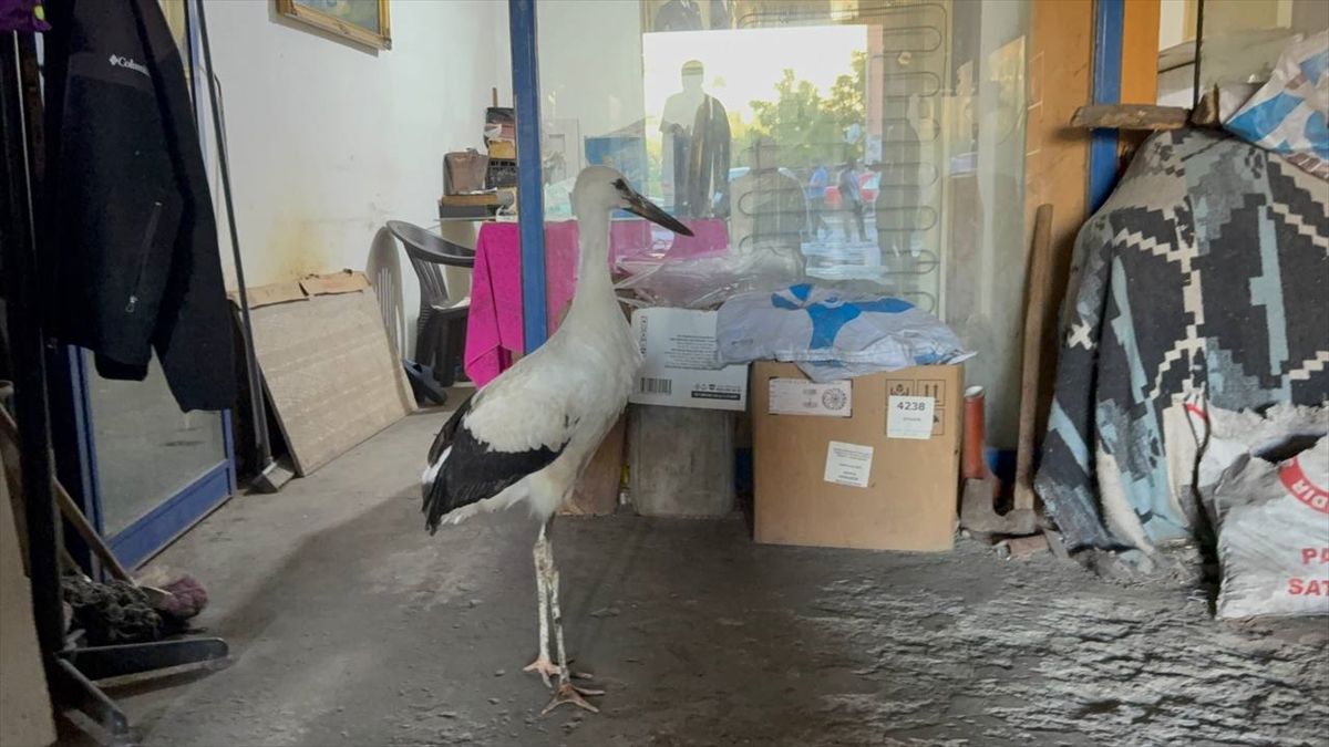 Karabük'te bitkin halde bulunan leylek koruma altına alındı