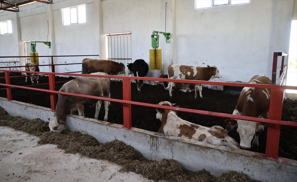 Sinop'ta TKDK desteğiyle 50 büyükbaş hayvan kapasiteli modern besi tesisi kuruldu