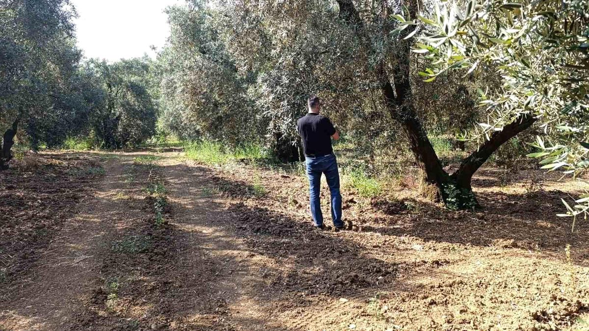 Zeytin sineğine karşı entegre mücadele çalışmaları hız kesmeden devam ediyor